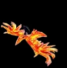 Phoenix of Darkness de Mu Online